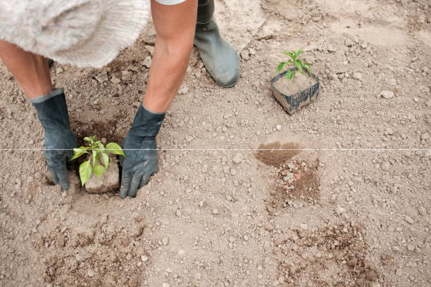 istock Chinese farmer planting pepper seedlings 966868464
