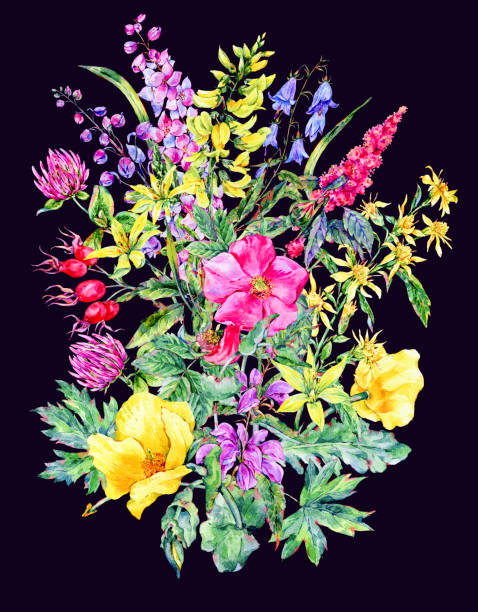 istock Watercolor summer medicinal flowers, wildflowers. Botanical illustration isolated on black background, natural greeting card. Colorful bouquet 966869576