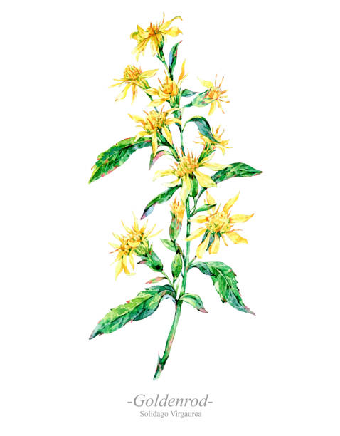 수채화 여름 약 꽃, 야생화입니다. 흰색 배경, 자연 인사말 카드에 고립 된 식물 그림. 골 덴 공장 - goldenrod stock illustrations