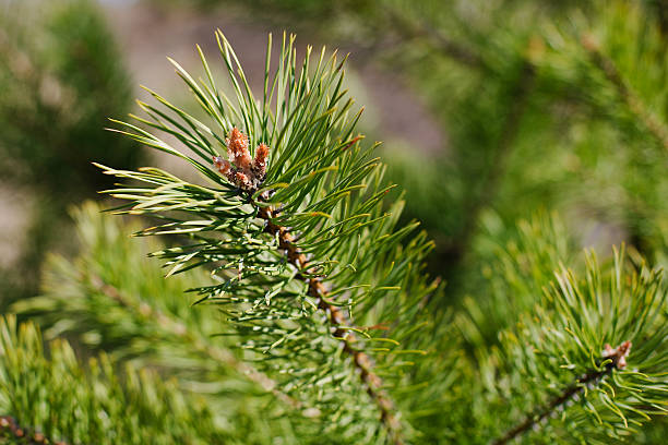 Branch of a pine stock photo