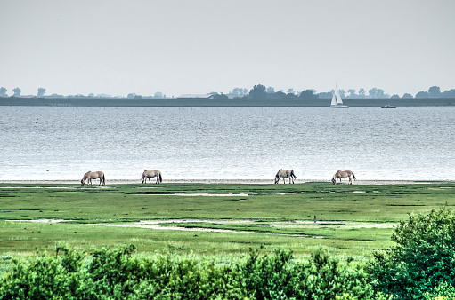 Four wild horses are grazing on the shore of lake Grevelingen in the Netherlands
