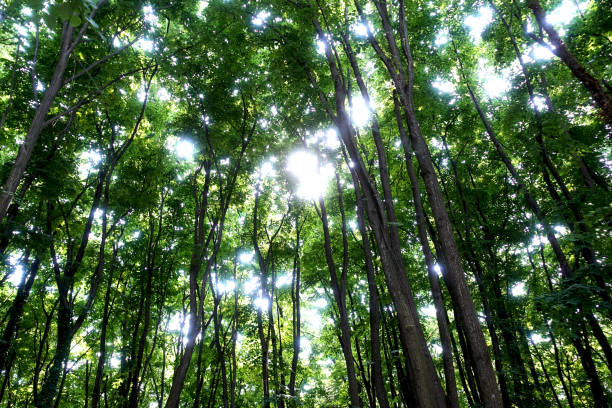 istock The sun shines through the green crowns and tree trunks 966873922