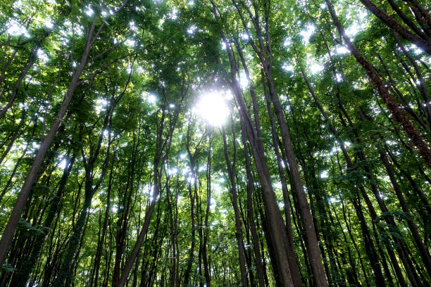 istock The sun shines through the green crowns and tree trunks 966874116