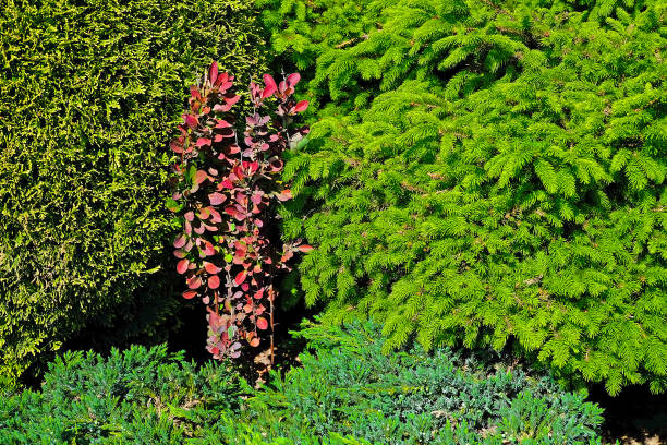 istock Landscape gardening, cypress, dwarf fir 966878448