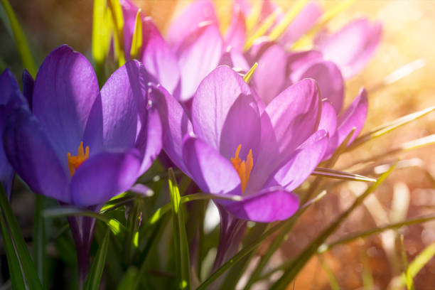 istock macro of some purple crocuses in spring 966878920