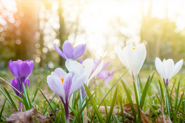 istock macro of some purple crocuses in spring 966879008