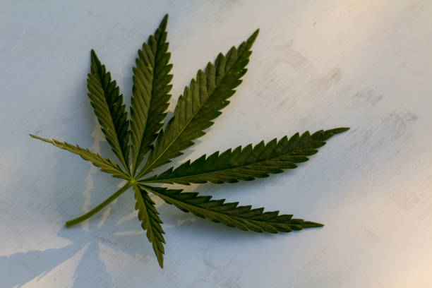 istock A hemp sheet on a white wooden background 966892554