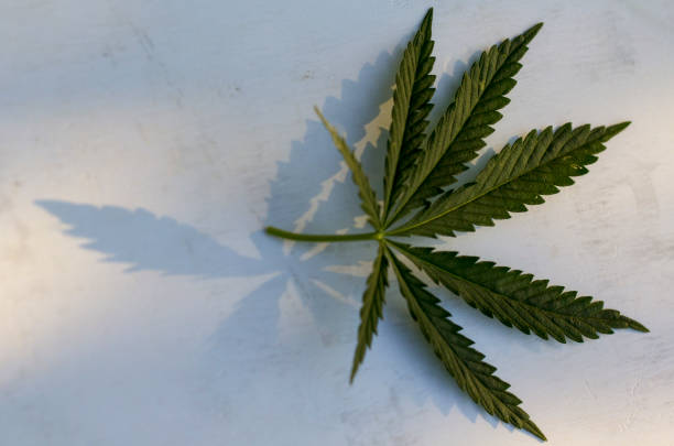 istock A hemp sheet on a white wooden background 966892590