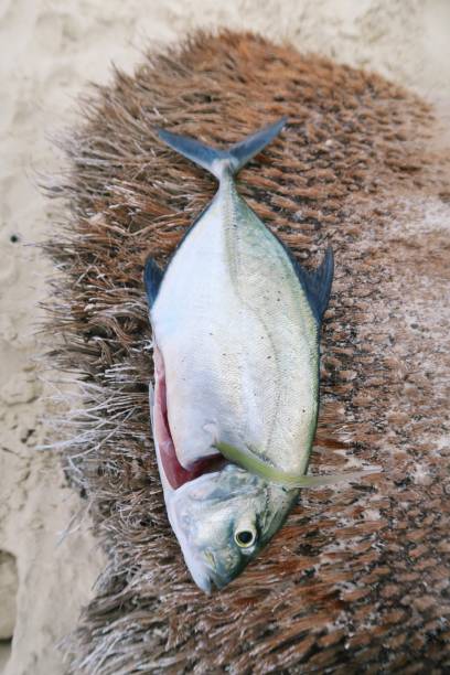 istock Open fire outdoor fish cooking on a sandy beach 966894446
