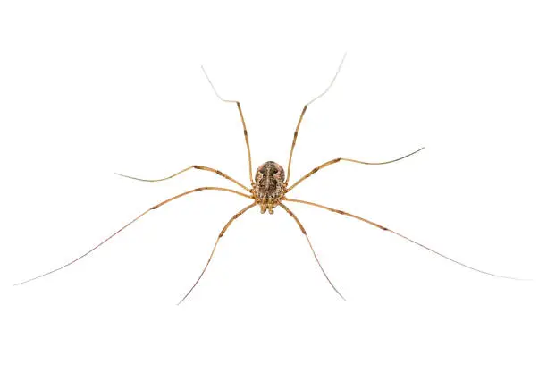 Long-Legged Spider Arachnid Insect Isolated on White Background