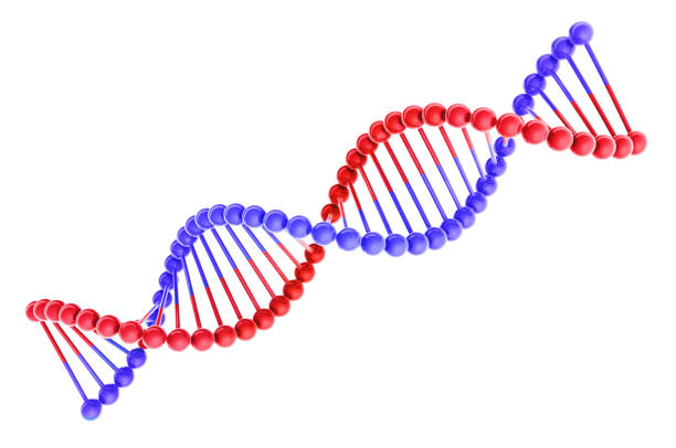 dna helix isolato su sfondo bianco illustrazione 3d - dna helix molecular structure chromosome foto e immagini stock