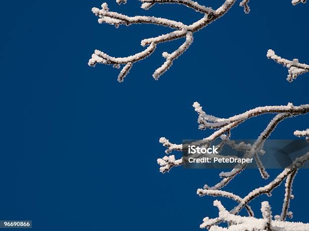 Hoarfrost En Ramas Foto de stock y más banco de imágenes de Aire libre - Aire libre, Azul, Bosque