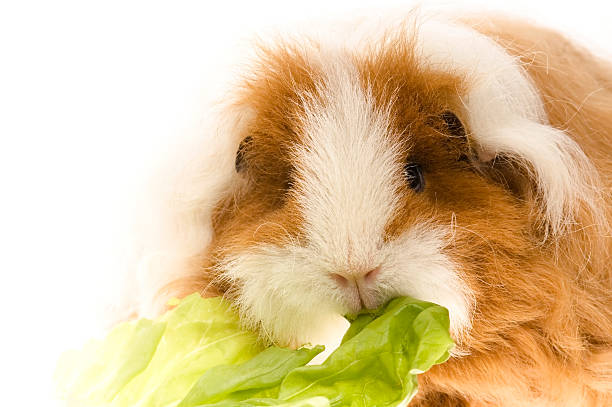 istock guinea pig isolated on the white background 96690974