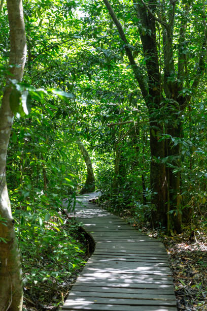 istock Tropical jungle path Sian Kaan in Mexico 966910408