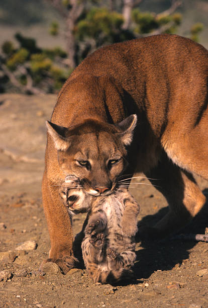 istock Mountain Lion Female Carrying Kitten 96691121