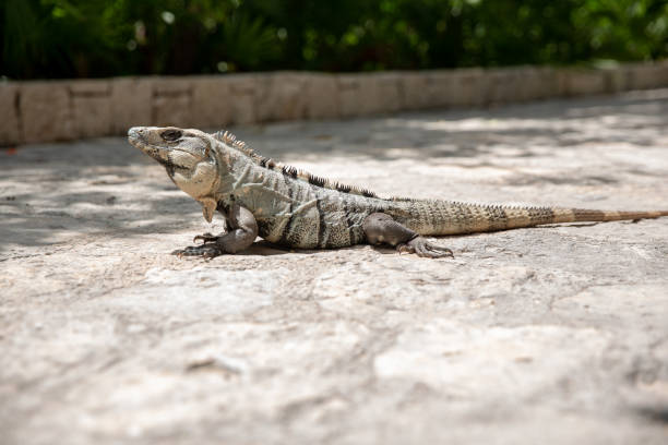 istock Iguana of Yucatan in Mexico 966912462