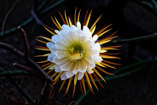 Close up of a single pink flower on a Mammillaria hahniana (Old lady pincushion) cactus.