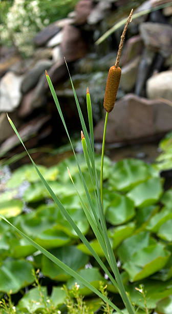 rohrkolben und reed - lillypad lily water lily water stock-fotos und bilder