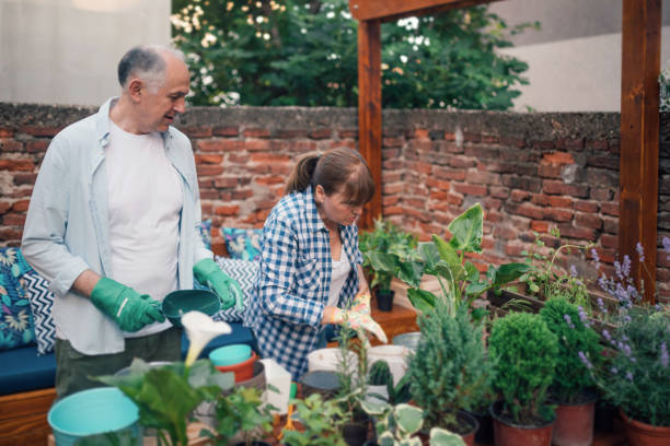 istock Senior couple repotting plants 966931704