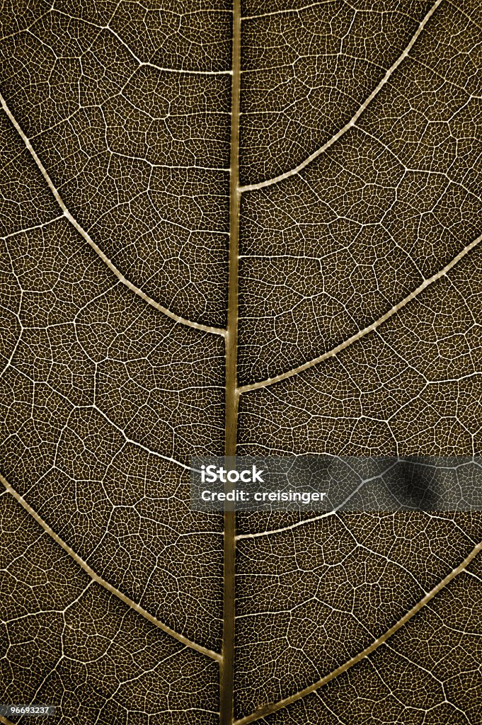 Detail of leaf veins  Abstract Stock Photo