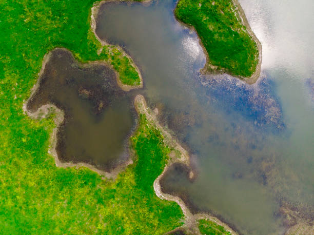istock aerial view of swamp 966932544