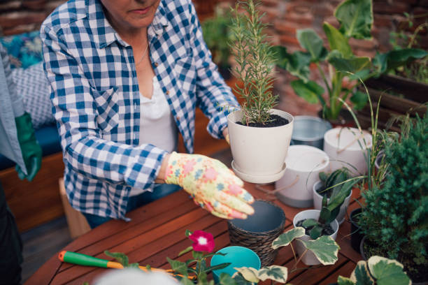 istock Senior woman re-potting 966934856