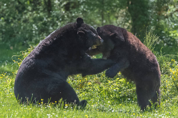 istock Ursus americanus, american black bear cub 966937746