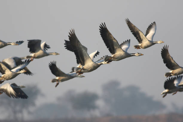 Bar headed goose Flying Flock of Bar headed goose anseriformes photos stock pictures, royalty-free photos & images