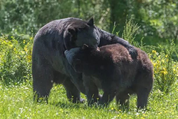 Photo of Ursus americanus, american black bear cub