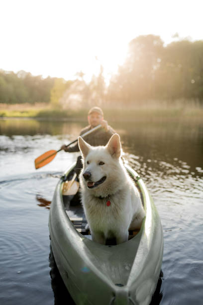 istock Man and dog canoeing in sunset 966948452