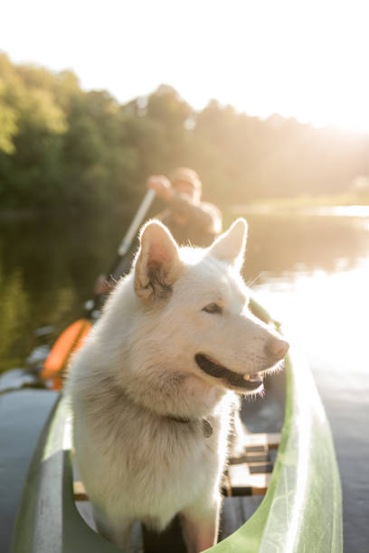 Photo series of man and his dog canoeing on river in warm summer before sunset.