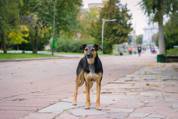istock sad puppy on the street 966949516