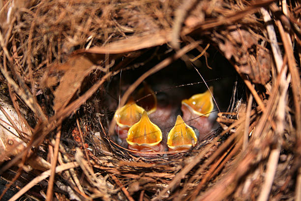 baby birds - dependency animal nest robin bird стоковые фото и изображения
