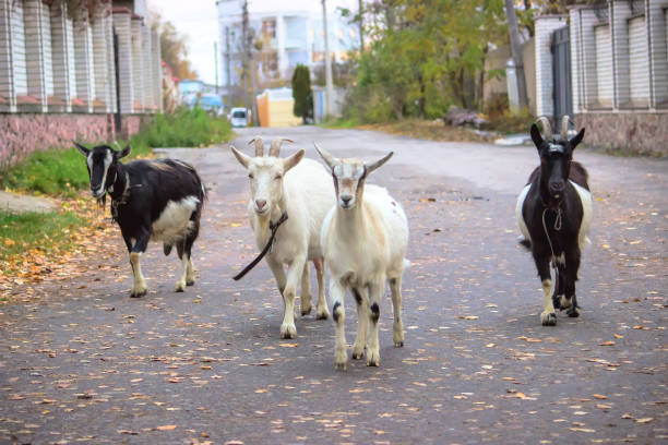 Goat are walking across the small street