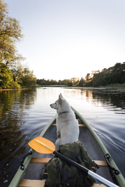 istock Dog enjoys canoe trip 966951204