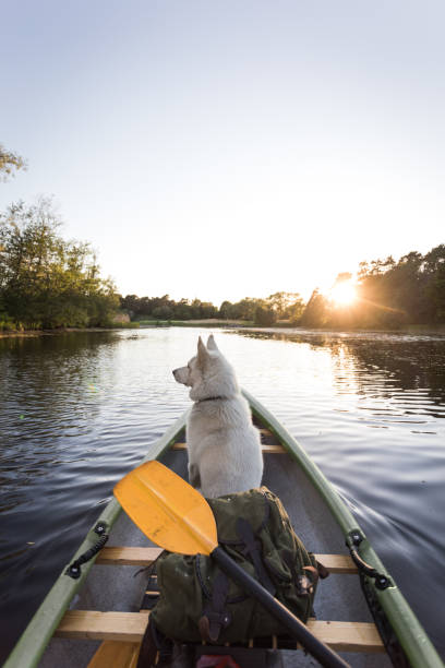 istock Dog enjoys canoe trip 966951290