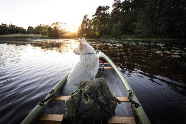 istock Dog enjoys canoe trip and sun set 966951302