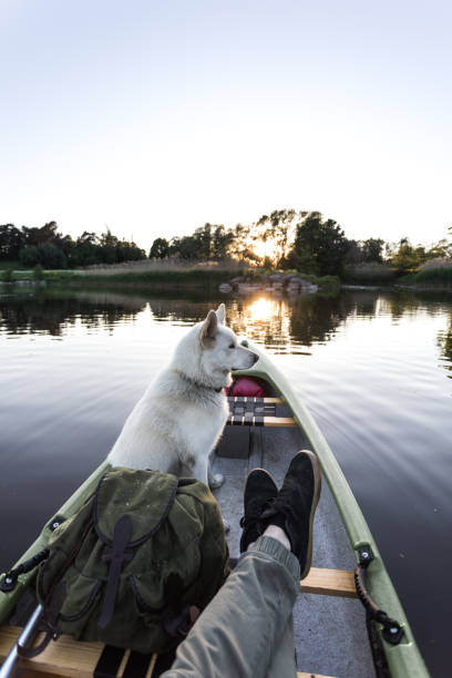 istock Dog enjoys canoe on a river 966951374