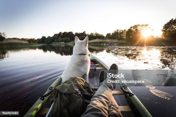 Hond Geniet Kano Op Een Rivier Stockfoto en meer beelden van Hond - Hond, Perspectief, Persoonlijk perspectief