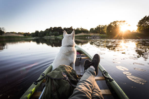 Dog enjoys canoe on a river Photo series of man and his dog canoeing on river in warm summer before sunset. canoeing stock pictures, royalty-free photos & images