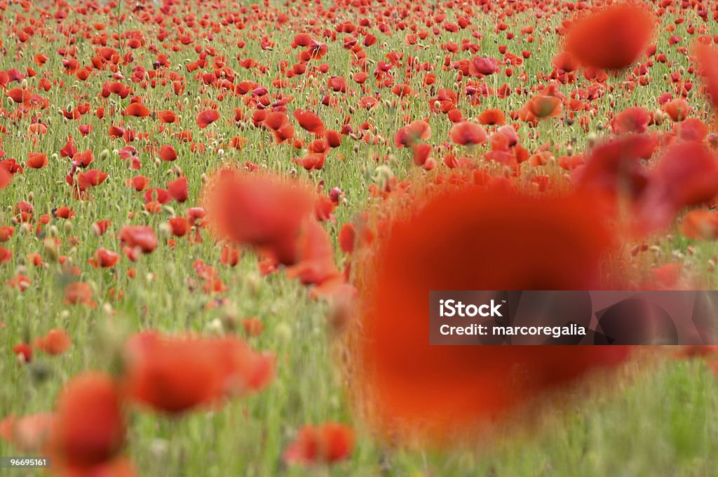 Red poppy flowers (papaver rhoeas - Foto de stock de Aire libre libre de derechos