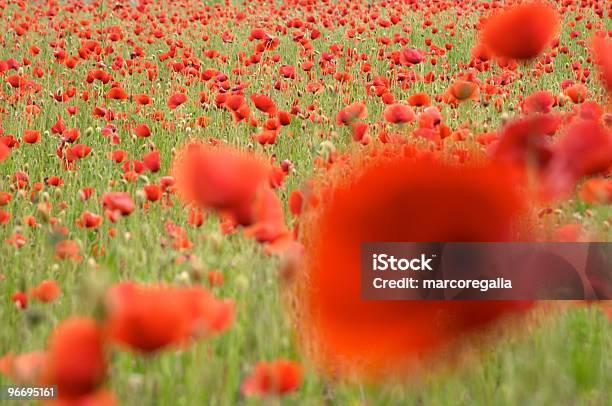 Red Poppy Flowers Papaver Rhoeas Foto de stock y más banco de imágenes de Aire libre - Aire libre, Amapola - Planta, Amapola silvestre