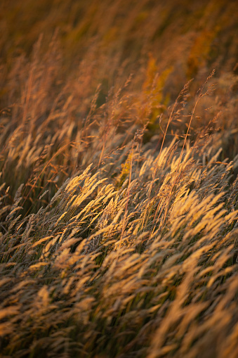 View of long grass light by warm afternoon light towards sunset in rural Tasmania, Australia