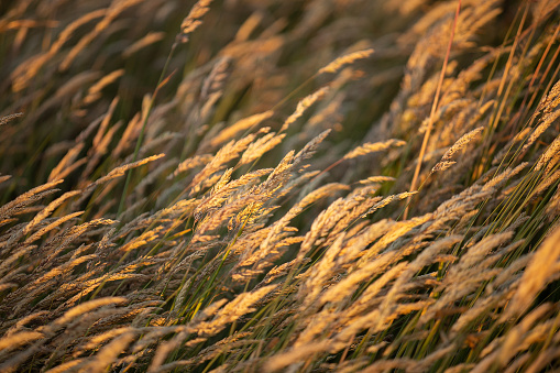 View of long grass light by warm afternoon light towards sunset in rural Tasmania, AustraliaView of long grass light by warm afternoon light towards sunset in rural Tasmania, Australia