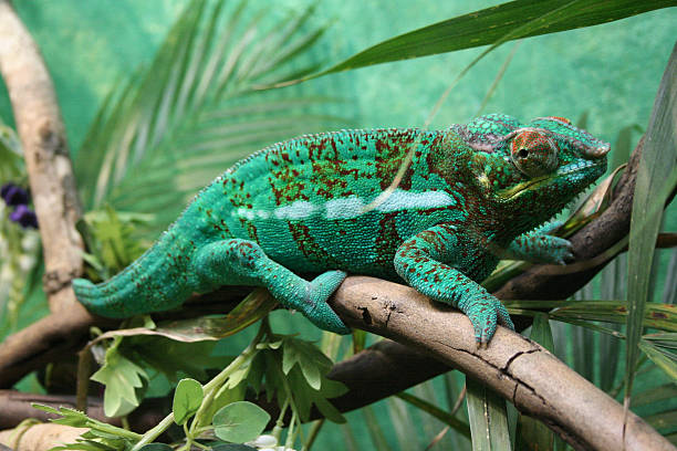 Chameleon keeping a watchful eye stock photo