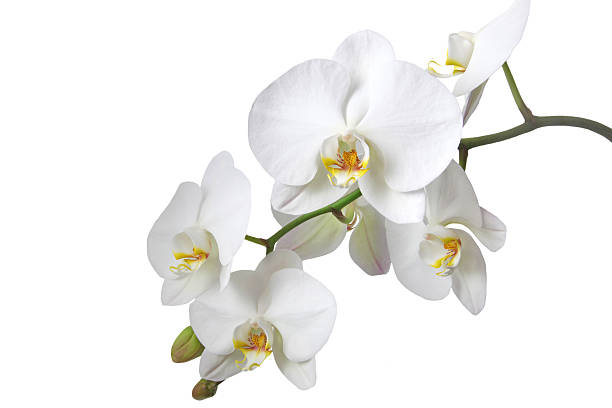 weiße orchidee - orchidee stock-fotos und bilder