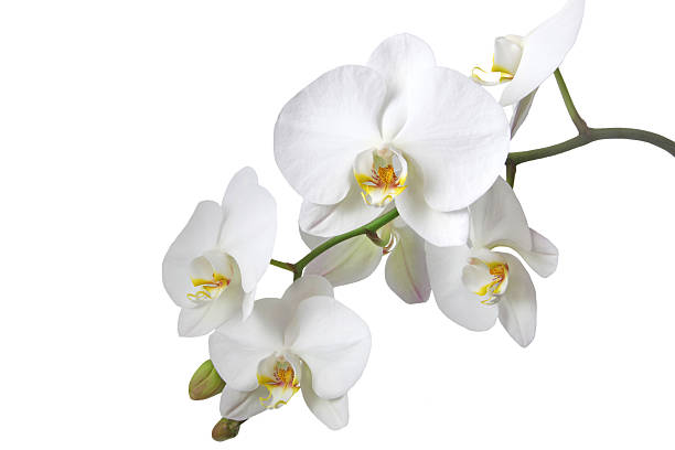 White orchid  tropical flower photos stock pictures, royalty-free photos & images