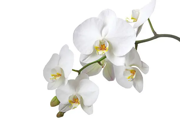 Photo of White orchid