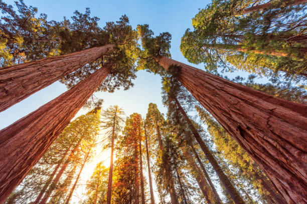 giant sequoia bäume im sequoia national park, kalifornien - sequoiabaum stock-fotos und bilder