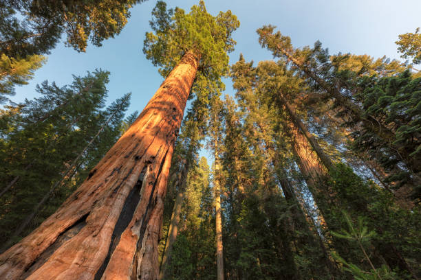 istock Giant sequoia trees in Sequoia National Park, California 966958628